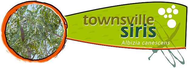 Townsville Siris (Albizia canescens)