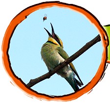 Slideshow