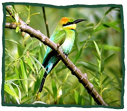 Rainbow Bee-eater (Merops ornatus)
