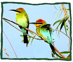 Rainbow Bee-eater (Merops ornatus)
