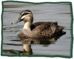 Pacific Black Duck (Anas superciliosa)