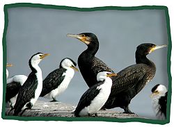 Great Cormorant (Phalacrocorax carbo)