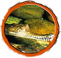 Freshwater crocodile (Crocodylus johnstoni)