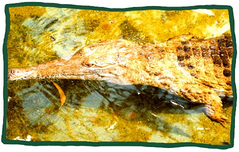 Freshwater crocodile (Crocodylus johnstoni)