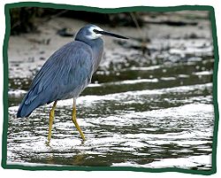 White-faced Heron (Egrettta (Ardea) novaehollandiae)