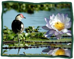 Comb Crested Jacana (Irediparra gallinacea)