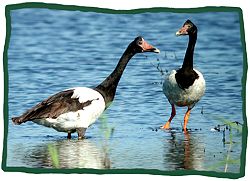 Magpie Geese (Anseranas semipalmata)