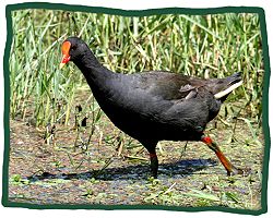 Dusky Moorhen (Gallinula tenebrosa)