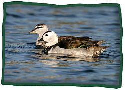 Cotton Pygmy-Goose (Nettapus coromandelianus)