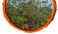Townsville Siris (Albizia canescens)