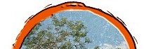 Townsville Siris (Albizia canescens)