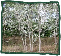 Townsville Siris (Albizia canescens)