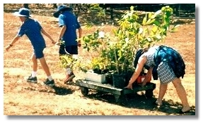 School children planting shade trees