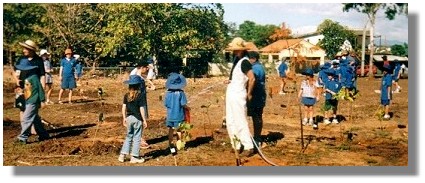 Watering in after planting shade trees