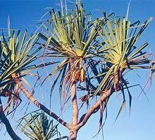 Pandanus 