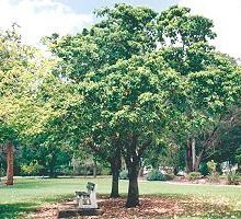 Native peanut shade tree (Sterculia quadrifida)