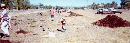 The planting site with planting in progress