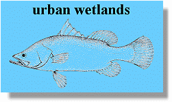 Barramundi (Lates calarifer)