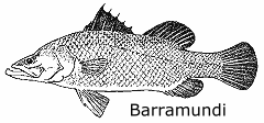 Barramundi - Click to visit the tropical fish ecology page