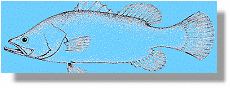 Tropical Fish Ecology Research supported by Council