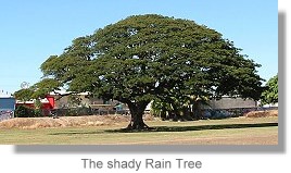 The Shady Rain Tree