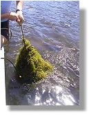 Cabomba Weed 