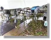 A Trailer Covered in Weed