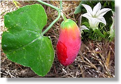 Ivy Gourd