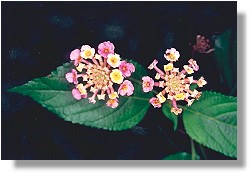 Lantana