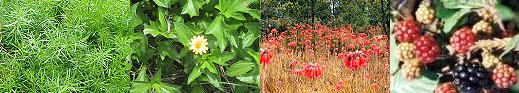 Weeds - Asparagus fern, Singapore Daisy and Mother of Millions