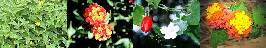 Weeds - Sinagpore Daisy, Lantana, and Ivy Gourd